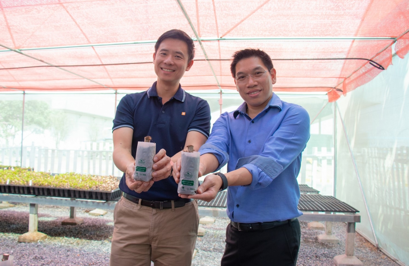 Thai Waxy Tapioca X20 propagation by TAPIOPLAST® inside Bio-Compostable Nursery bags