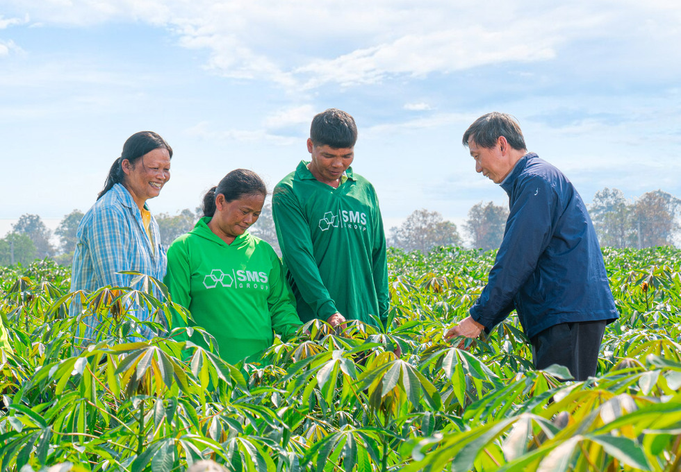 Sustainable Cassava Farming: TTDI & SMS Partner to Eradicate Cassava Mosaic Disease (CMD) and Empower Farmers sms-underline