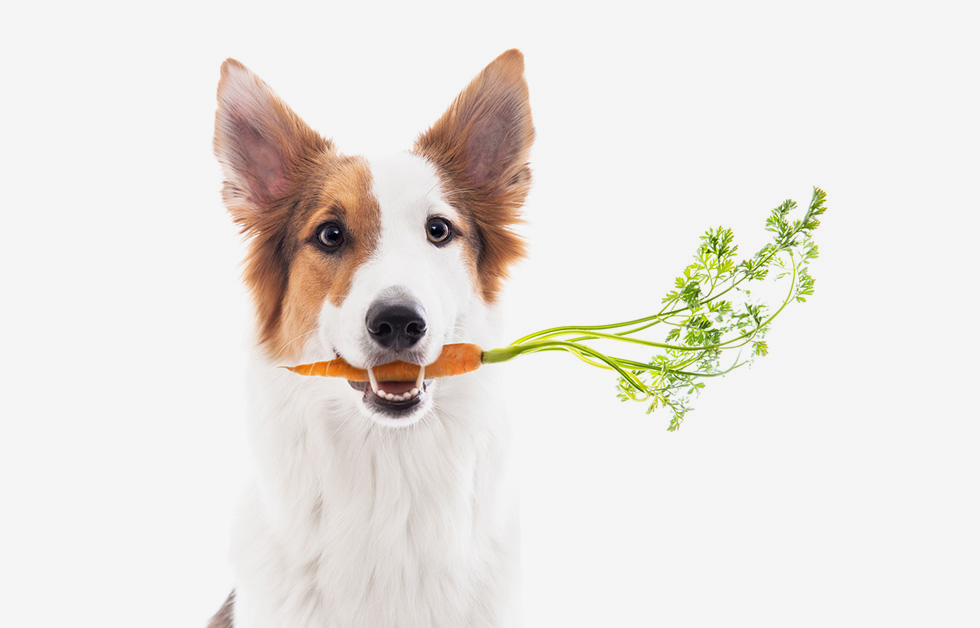 อาหารสุนัขสุขภาพดี, pet food, fiber fortification, อาหารเพ่ิมไฟเบอร์